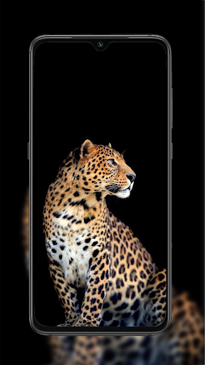 Cheetah Leopard Wallpaper screenshot
