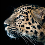 Cheetah Leopard Wallpaper icon